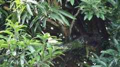 Ducula subflavescens
