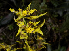 Cyrtochilum pardinum