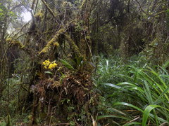 Cyrtochilum pardinum