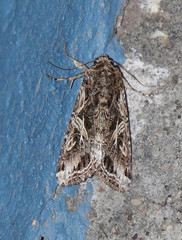 Spodoptera pulchella