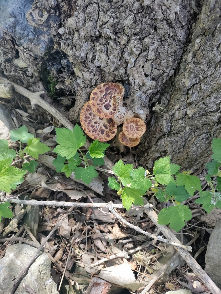 Cerioporus squamosus · May 2026 · photo: © onyxsunrise (iNaturalist, cc-by)