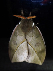 Automeris zugana