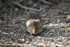 Sigmodon arizonae