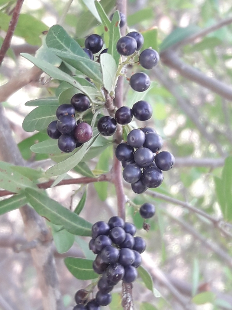 Schinus pilifera