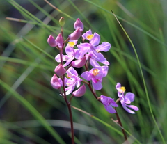 Calopogon multiflorus