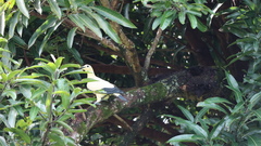 Ducula subflavescens