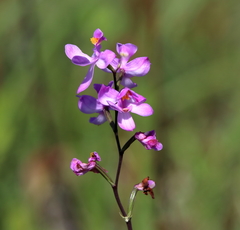 Calopogon multiflorus