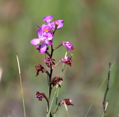 Calopogon multiflorus