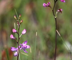 Calopogon multiflorus