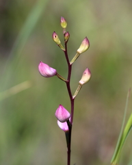 Calopogon multiflorus