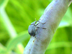 Trichapion rostrum