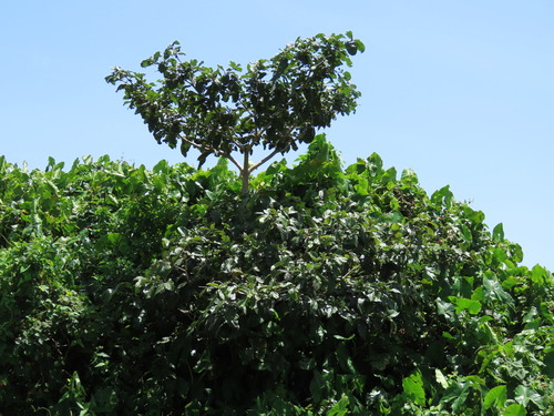 Cordia tetrandra observed 2026-04-26