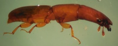 Trogossitidae