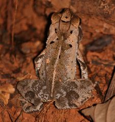 Incilius aucoinae
