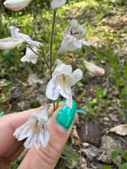 (c) Shelby Lyn Sanders, some rights reserved (CC BY) Penstemon canescens, photograph (c) Shelby Lyn Sanders, some rights reserved (CC BY)