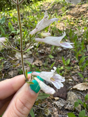(c) Shelby Lyn Sanders, some rights reserved (CC BY) Penstemon canescens, photograph (c) Shelby Lyn Sanders, some rights reserved (CC BY)