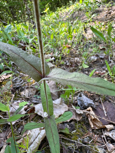 Penstemon canescens, photograph 5