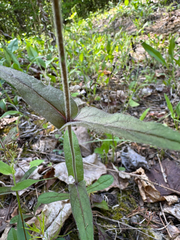 (c) Shelby Lyn Sanders, some rights reserved (CC BY) Penstemon canescens, photograph (c) Shelby Lyn Sanders, some rights reserved (CC BY)