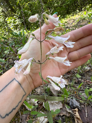 (c) Shelby Lyn Sanders, some rights reserved (CC BY) Penstemon canescens, photograph (c) Shelby Lyn Sanders, some rights reserved (CC BY)