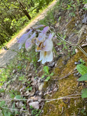 Penstemon canescens, photograph (c) Shelby Lyn Sanders, some rights reserved (CC BY)