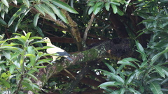 Ducula subflavescens