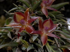 Epidendrum falsigarayi