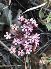 Asclepias nummularia