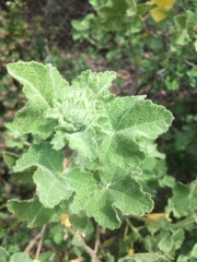 Malacothamnus lucianus