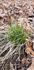 Carex albicans