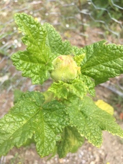 Malacothamnus involucratus
