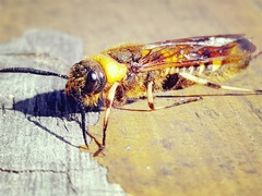 Eriotremex formosanus