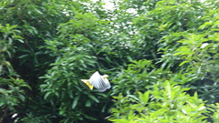 Ducula subflavescens