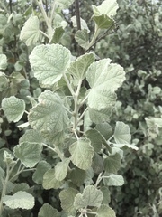 Malacothamnus abbottii