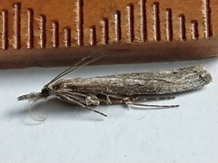 Orocrambus cyclopicus