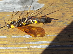 Eriotremex formosanus