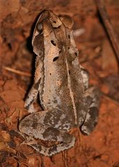 Incilius aucoinae