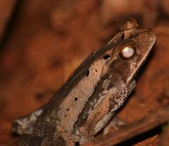Incilius aucoinae