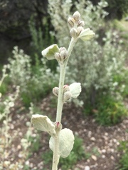 Malacothamnus jonesii