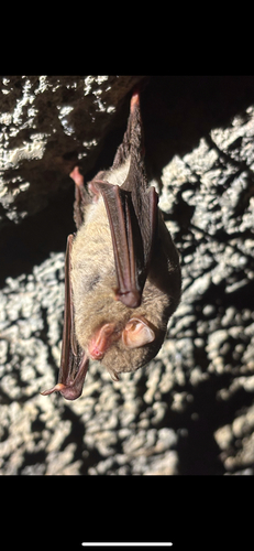 Schreibers' Long-fingered Bat