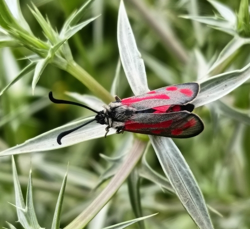 Zygaena favonia