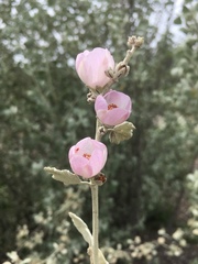 Malacothamnus jonesii