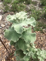 Malacothamnus fremontii cercophorus