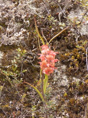 Epidendrum gratissimum