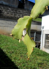 Rhipsalis pachyptera