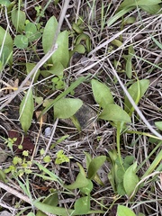 Ophioglossum engelmannii, photograph (c) Nathan Aaron, some rights reserved (CC BY)