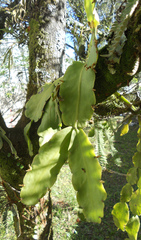 Rhipsalis pachyptera