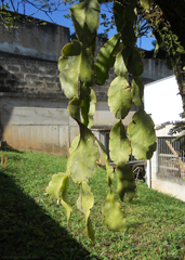 Rhipsalis pachyptera
