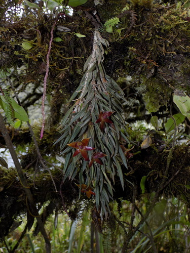 Epidendrum falsigarayi Hágsater & Karremans
