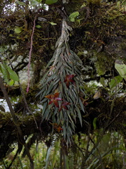 Epidendrum falsigarayi