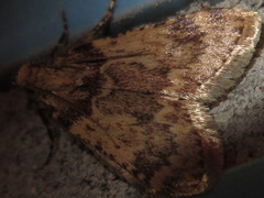 Aglossa dimidiatus